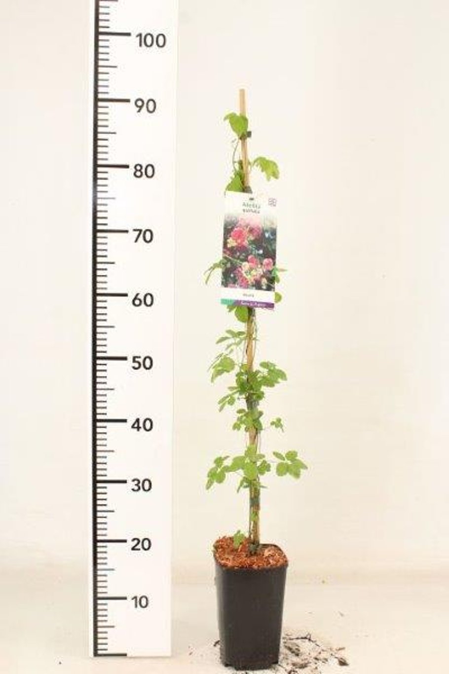 Akebia quinata - C2 60-80 CM Stick